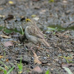 Ammodramus aurifrons