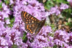 Euphydryas intermedia