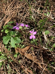 Oxalis debilis