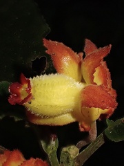 Drymonia ignea