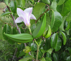 Cryptostegia grandiflora