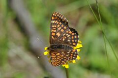 Euphydryas intermedia