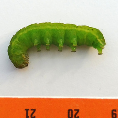 Phlogophora