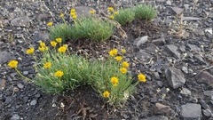 Erigeron linearis