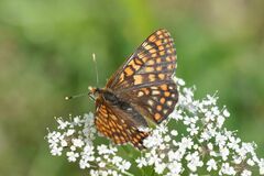 Euphydryas intermedia