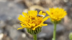 Erigeron linearis