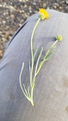 Erigeron linearis