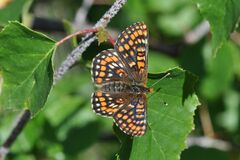 Euphydryas intermedia