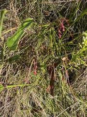 Russelia equisetiformis