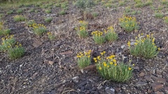 Erigeron linearis