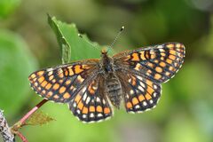 Euphydryas intermedia