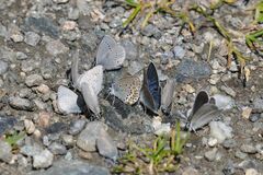 Plebejus idas