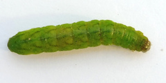 Phlogophora