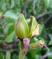 Cryptostegia grandiflora