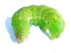 Phlogophora