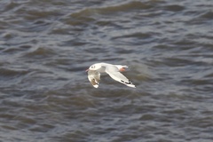 Chroicocephalus maculipennis