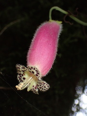 Kohleria affinis