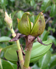 Cryptostegia grandiflora