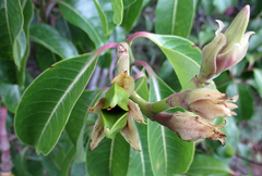 Cryptostegia grandiflora