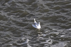 Chroicocephalus maculipennis