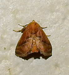 Natada lacipea