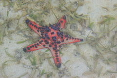 Protoreaster nodosus