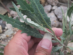 Atriplex patens