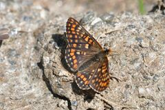 Euphydryas intermedia