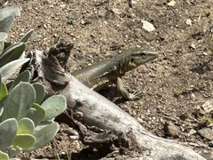 Cnemidophorus murinus