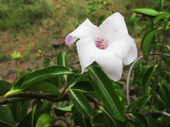 Cryptostegia grandiflora