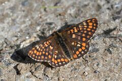 Euphydryas intermedia