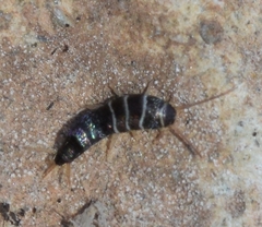 Lepisma baeticum