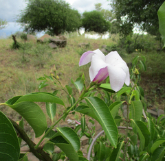 Cryptostegia grandiflora