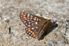 Euphydryas intermedia