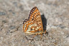 Euphydryas intermedia