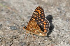 Euphydryas intermedia