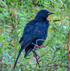 Curaeus curaeus curaeus