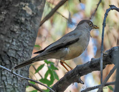 Turdus falcklandii magellanicus