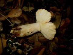 Russula hortensis