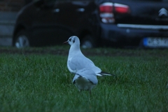 Chroicocephalus ridibundus