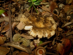 Russula hortensis