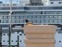 Icterus icterus