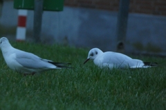 Chroicocephalus ridibundus