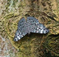 Hamadryas feronia