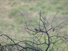 Synallaxis frontalis