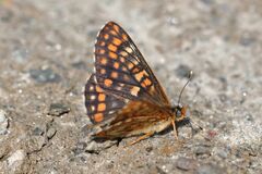 Euphydryas intermedia