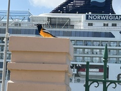 Icterus icterus