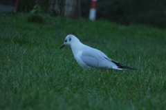 Chroicocephalus ridibundus