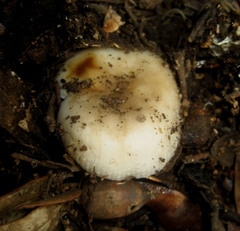Russula hortensis