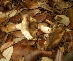 Russula hortensis